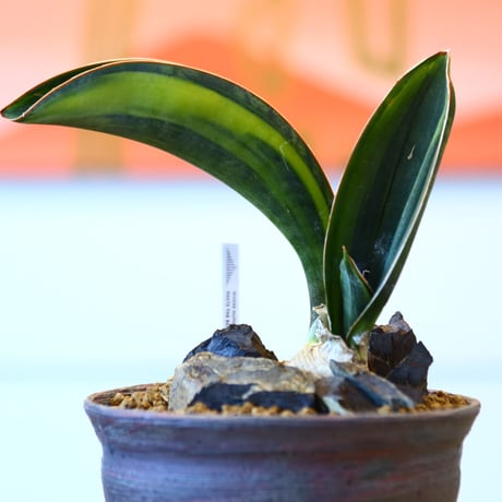 Sansevieria masonia  × 安西桂　  no.100830