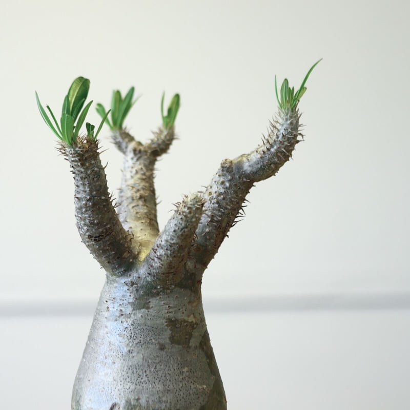 パキポディウム イノピナツム / Pachypodium Inopinatum no.52