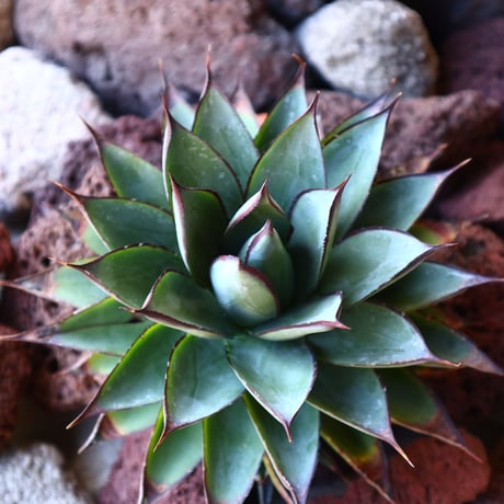 アガベ　ブルーグロー Agave 'Blue Glow'   no.30806