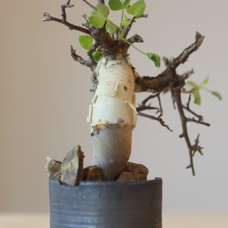Commiphora kataf  × N/OH (2.5号鉢)   no.321-12