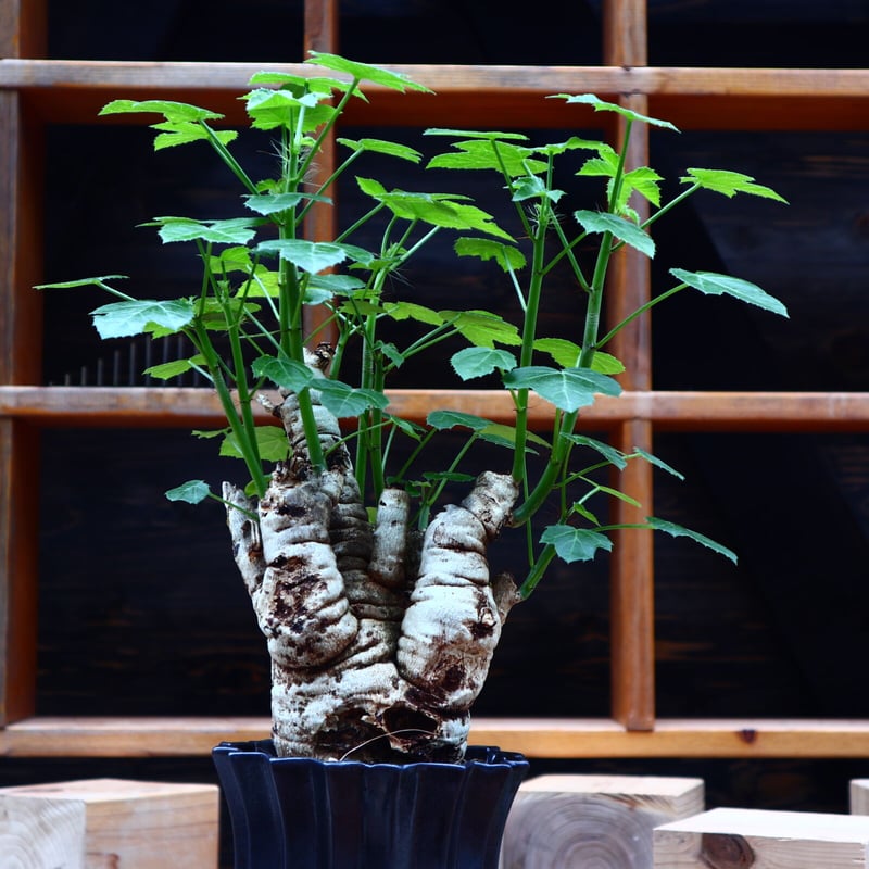 Jatropha spicata ヤトロファ スピカータ　塊根植物　コーデックス