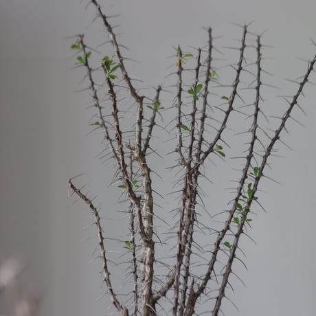 Fouquieria macdougalii × たけろうポット   no.51238