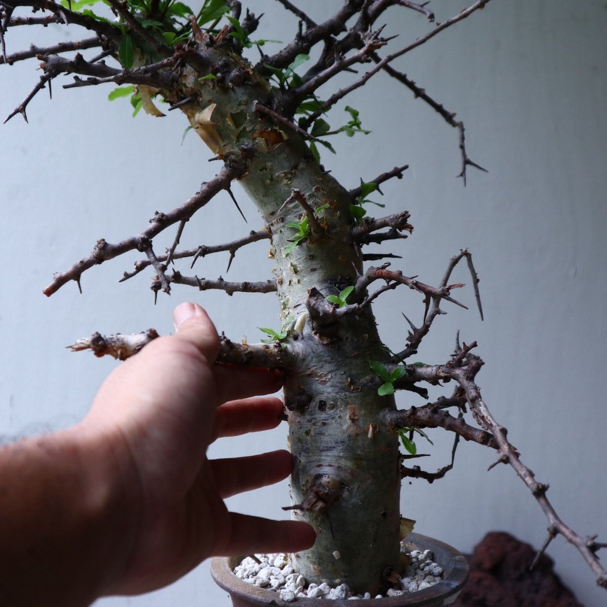 コミフォラ エミニー Commiphora eminii no.90823 | 芽の巣山