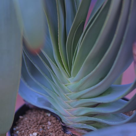 アロエ  プリカティリス     Aloe plicatilis    no.20708