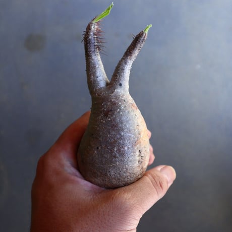 パキポディウム グラキリス 抜苗  Pachypodium rosulatum var. gracilius no.100633