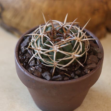 Gymnocalycium mostii ssp. ferocior × YAMABACHI ver. 六本芽  no.124-49