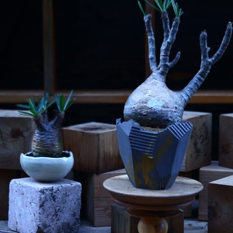 パキポディウム  グラキリス ／Pachypodium  gracilius     no.103148