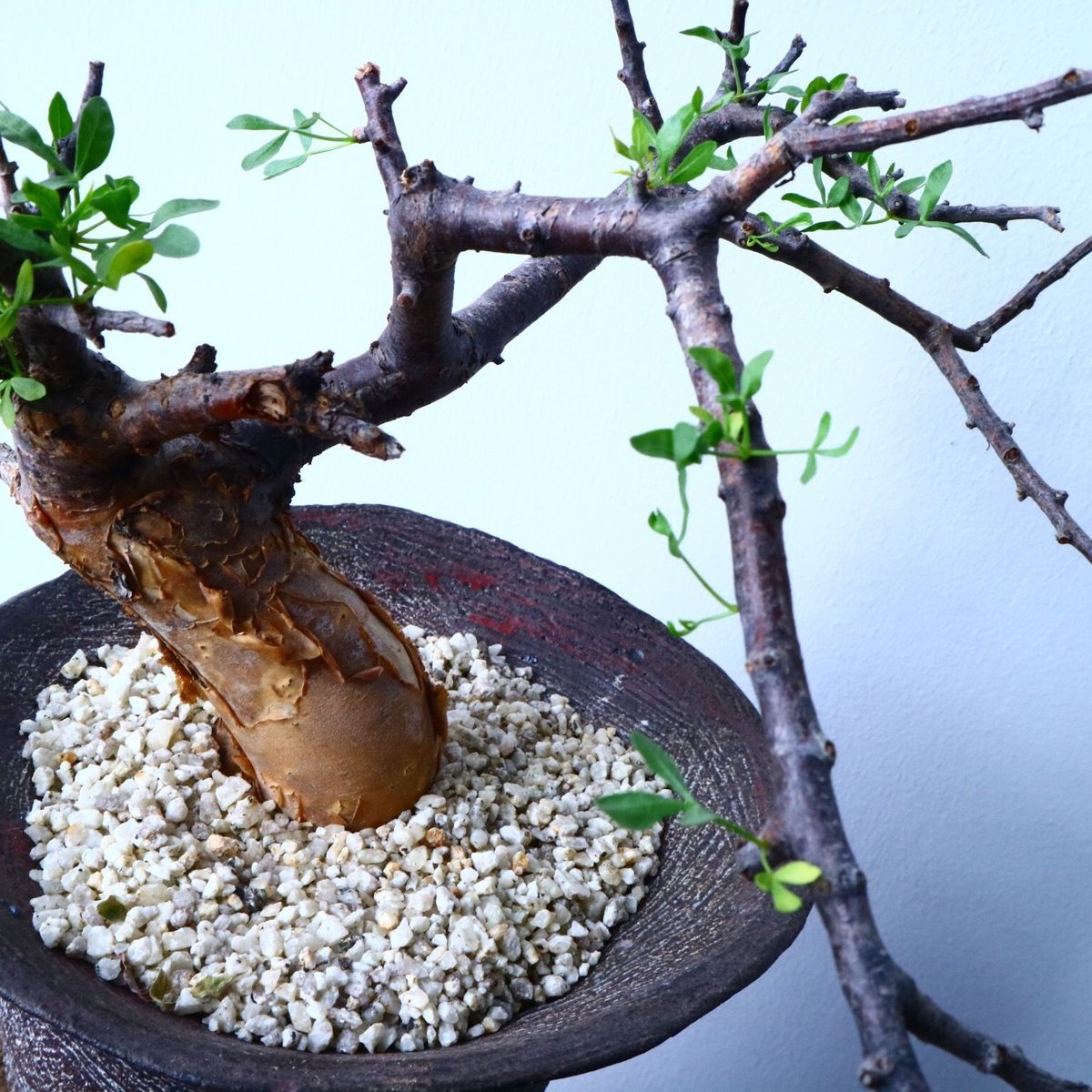 【福袋セール】の商品 コミフォラ No.31035 foliacea Commiphora フォリアセア 塊根植物・コーデックス