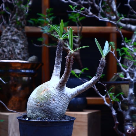 パキポディウム  グラキリス／Pachypodium  gracilius       no.81501
