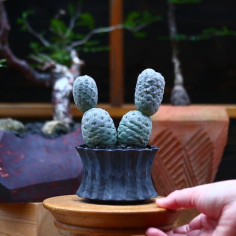 テフロカクタス  ゲオメトリクス／Tephrocactus geometricus   no.101044