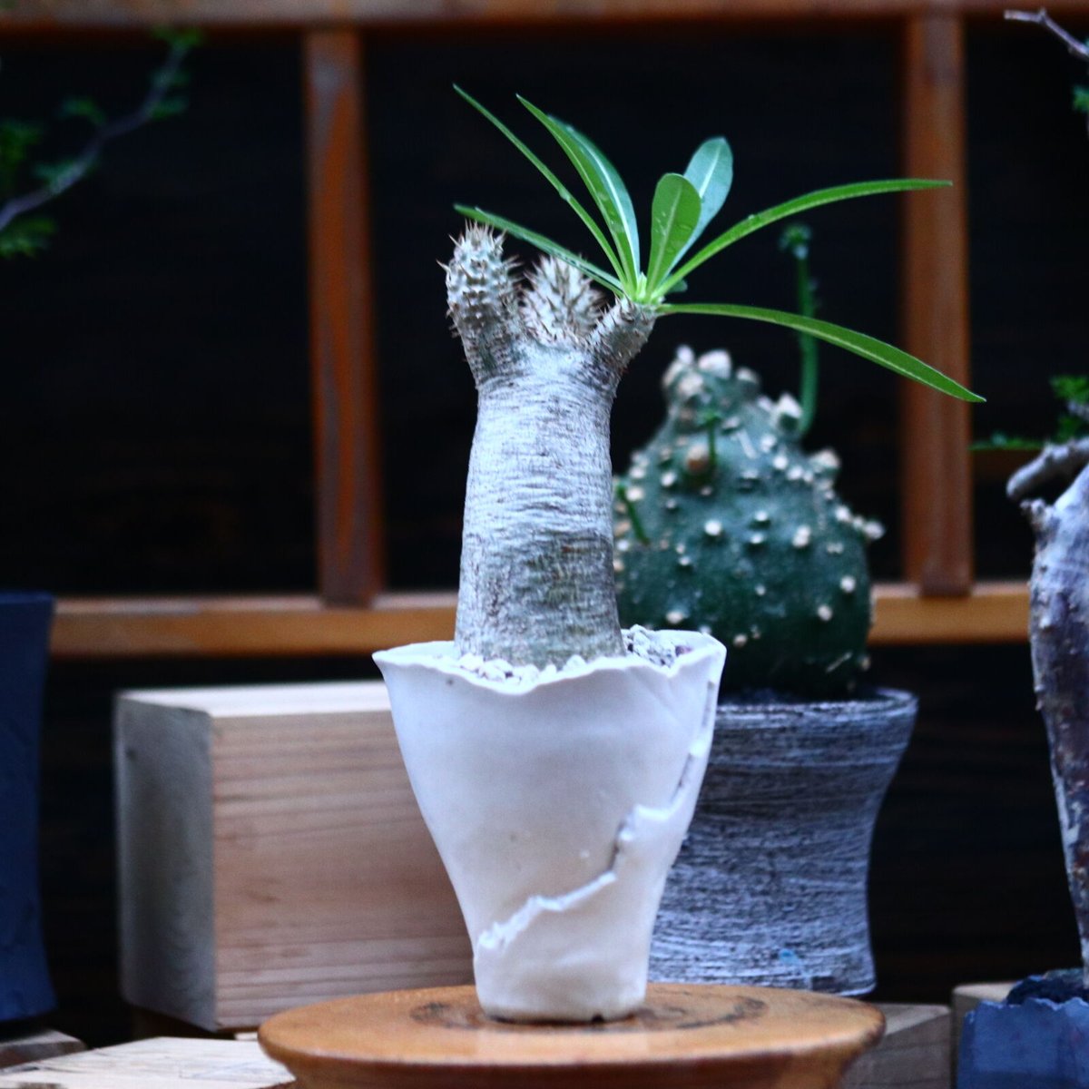 パキポディウム イノピナツム／Pachypodium Inopinatum no.100