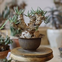 アズテキウム リッテリ 花籠 自根 Aztekium ritteri no.2281