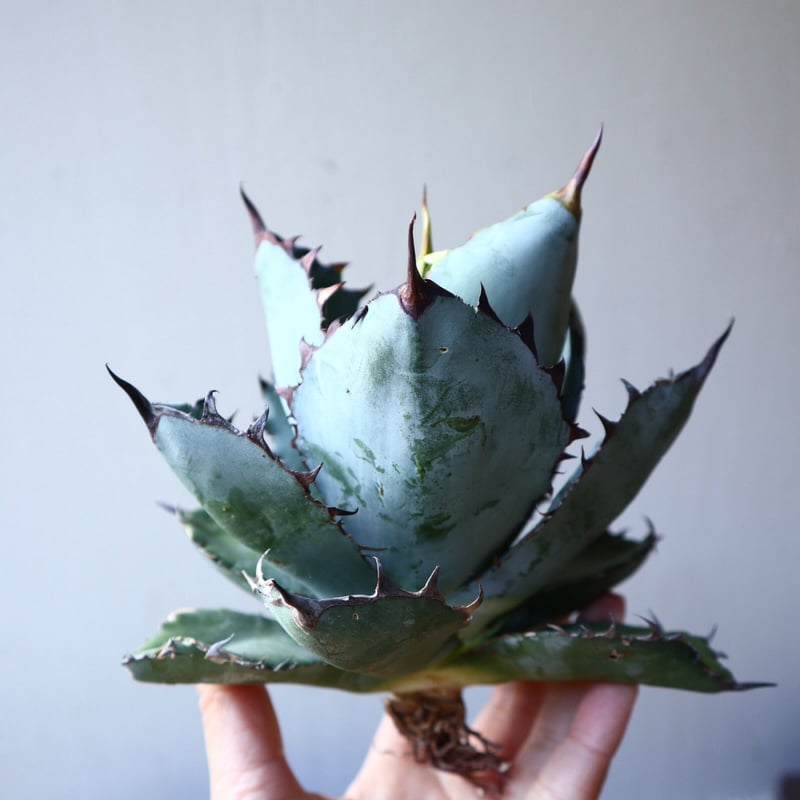 アガベ チタノタ ブラック＆ブルー Agave titanota black&bule