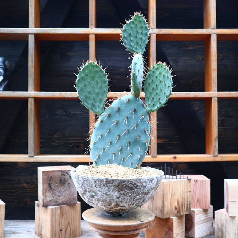 ガラパゴス団扇 黒肌白棘 3段 抜き苗発送｜サボテン 【公式通販】