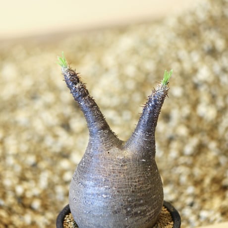 パキポディウム  グラキリス / Pachypodium  gracilius   no.43019