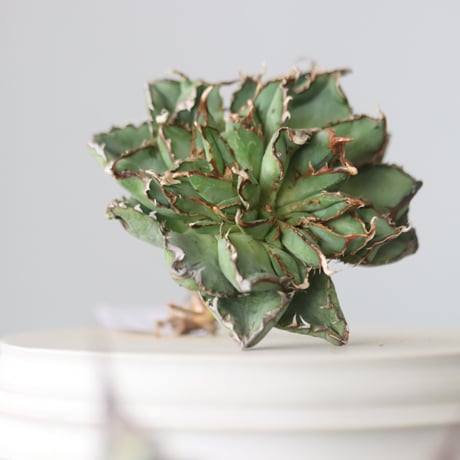 Agave titanota filigree Devil/ Style of Chika　no.42107