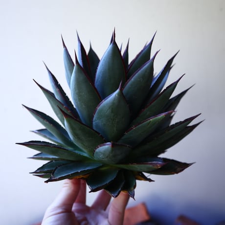 ブルーグロー | STORES