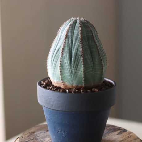 Euphorbia obesa × YAMABACHI var. Atsushi Funakushi  no.905-25