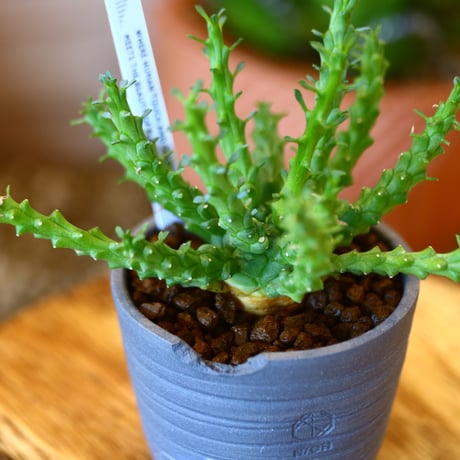 N/OH × Euphorbia gorgonis   no.111919