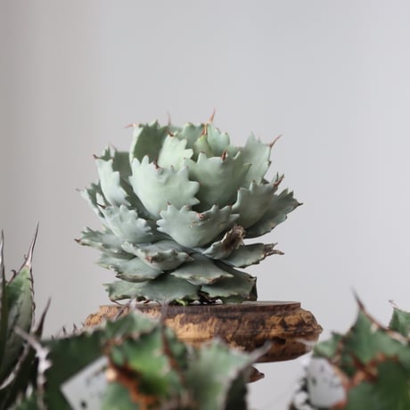 Agave Isthmensis / Style of Chika　no.42191