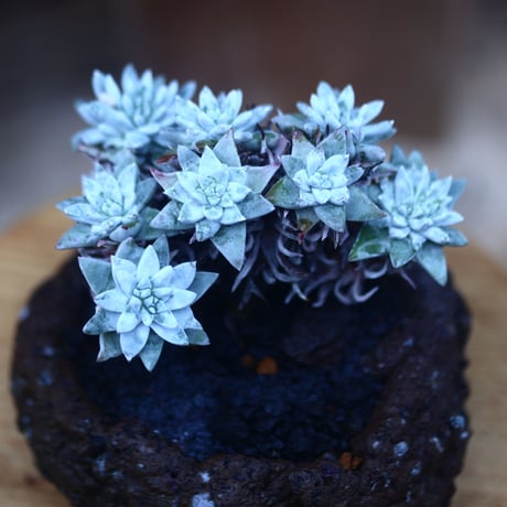 ダドレア グリーニー Dudleya greenei  no.31408