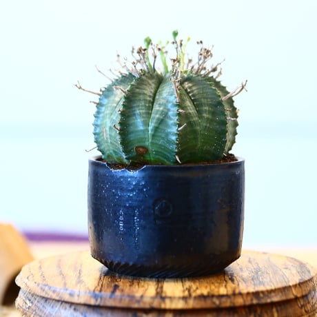 N/OH × Euphorbia valida   no.61816