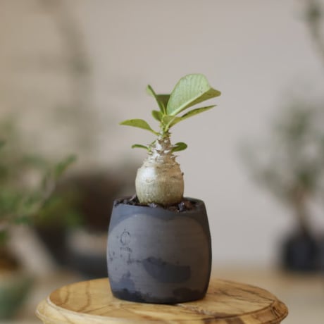 TAIJU L 吉光窯 earnest hearts pot アーネストハーツ CATEGORY 実生株 | 芽の巣山