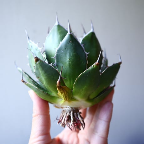 アガベ ホリダ   Agave horrida    no.111017