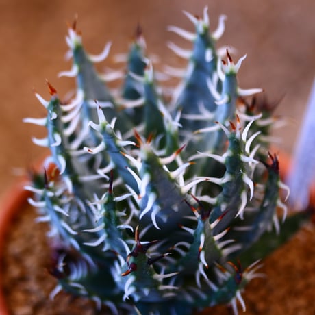 Aloe melanacantha ssp. var. erinacea × YAMABACHI   no.123138