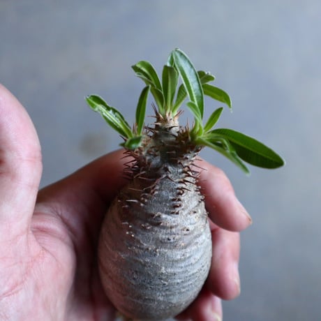 パキポディウム グラキリス   Pachypodium rosulatum var. gracilius no.110322