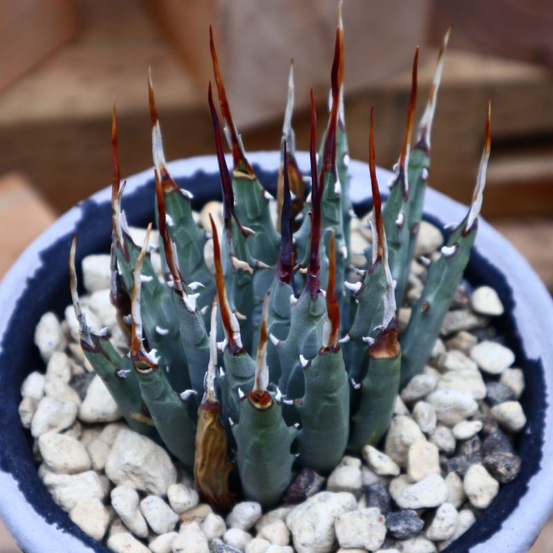 アガベ ユタエンシス エボリスピナ/Agave uthaensis var. eboris アガベ ユタエンシス エボリスピナ/Agave uthaensis var. eboris