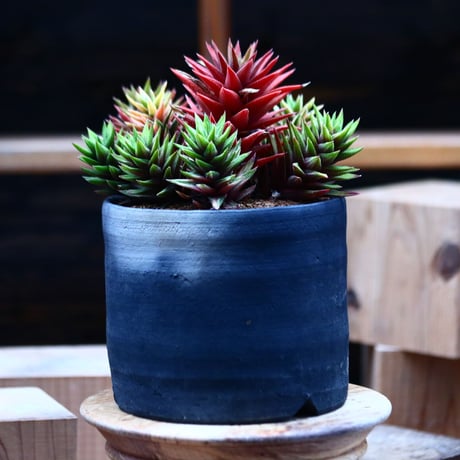 ハオルチア コテキニシキ／Haworthia hyb. KOTEKI NISHIKI   no.21347