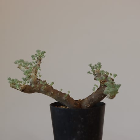 Monsonia multifida  no.921-13