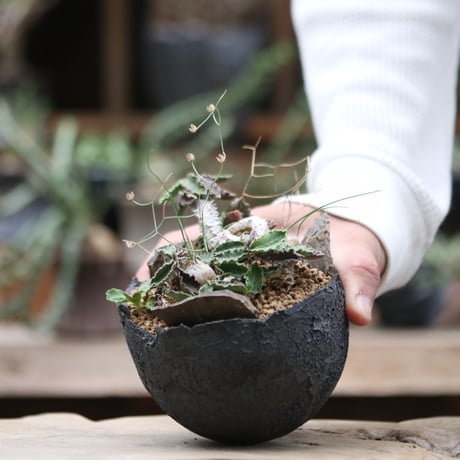 ユーフォルビア デカリー／Euphorbia decaryi  no.100925