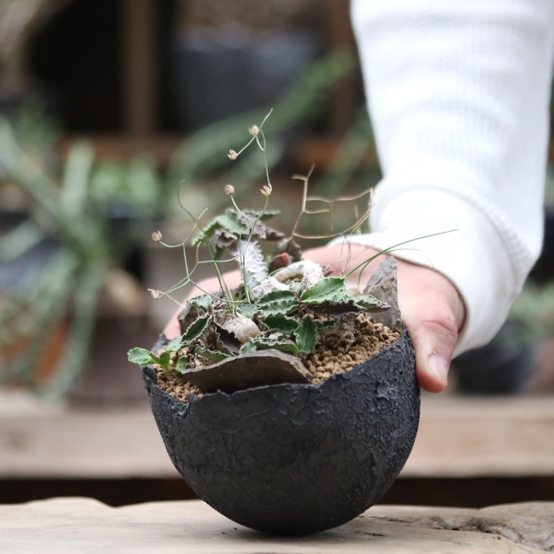 大株 ユーフォルビア デカリー 鉢付き