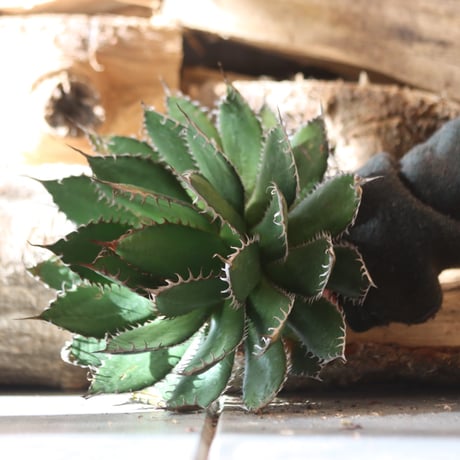 U.S. horrida -By the way (Agave horrida) / Style of Chika　no.1203-10