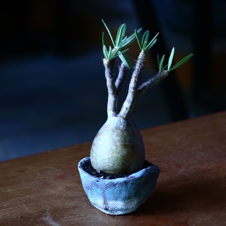 パキポディウム グラキリス   Pachypodium rosulatum var. gracilius no.81619