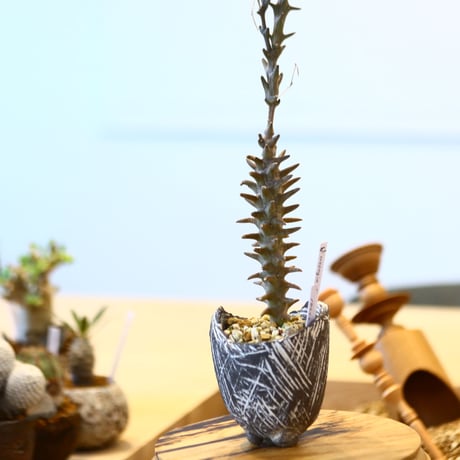たけろうポット × Ceropegia dimorpha    no.72361