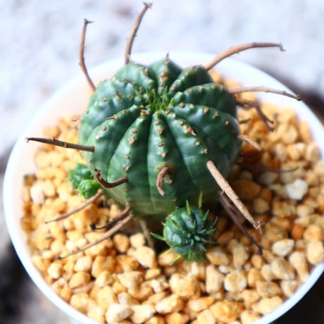 ユーフォルビア  バリダ    Euphorbia valida   no.102825