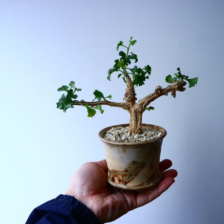 コラロカルプス    グロメルリフロルス  Corallocarpus glomeruliflorus   No.048