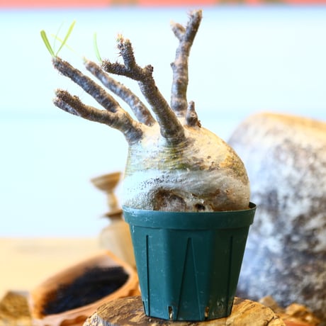 Pachypodium gracilius   no.32416