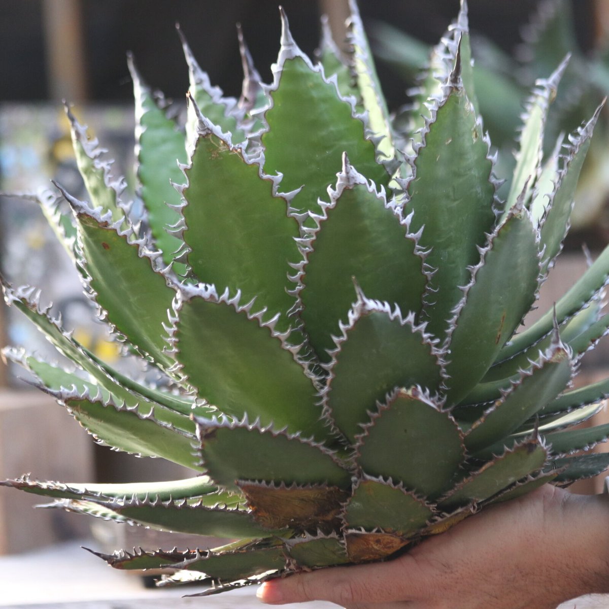 アガベ ホリダ／Agave horrida no.10364 | 芽の巣山