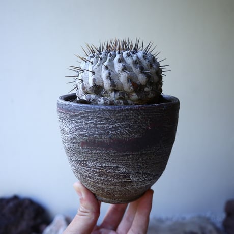 コピアポア 孤竜丸    Copiapoa cinerea var. columna-alba  no.51923