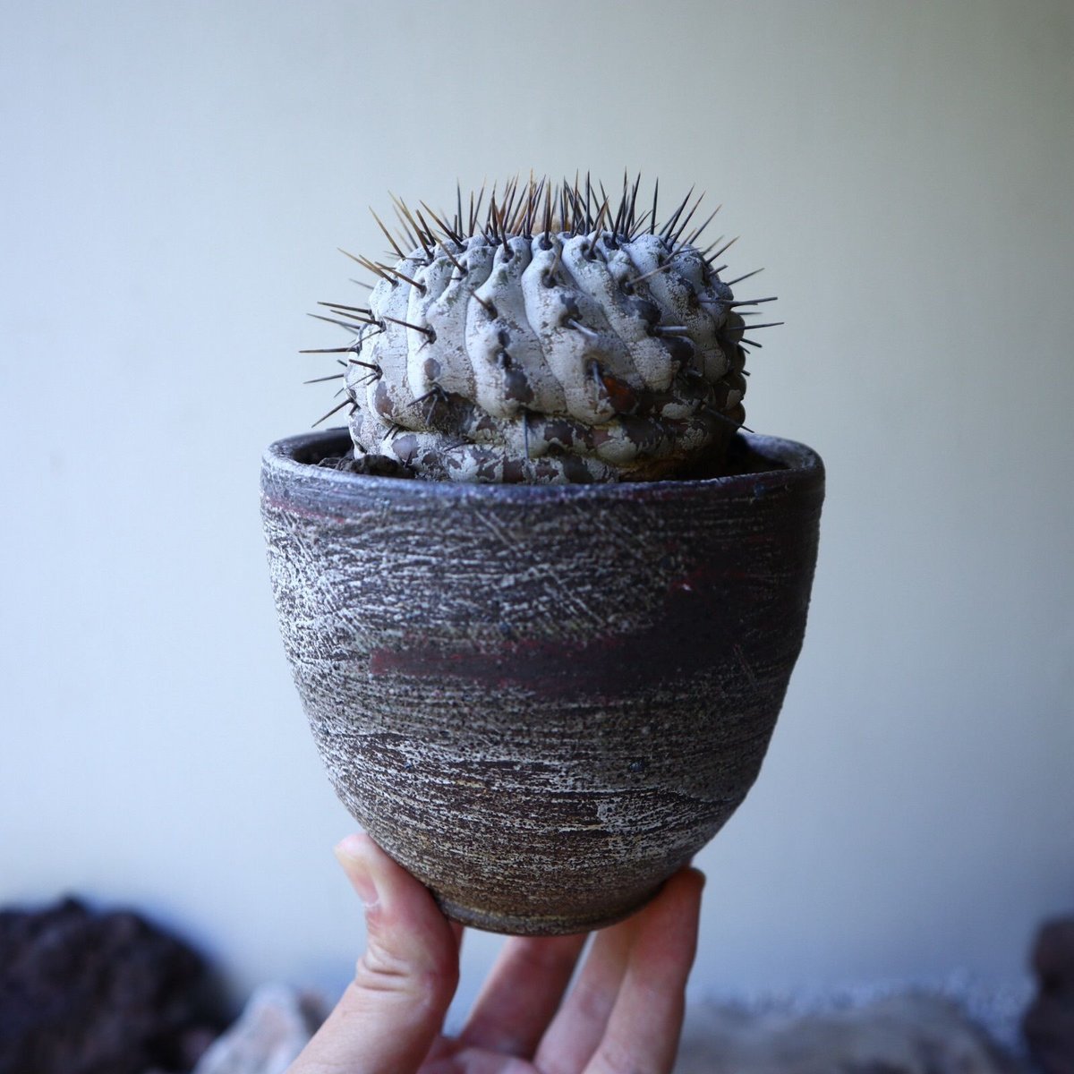 コピアポア 孤竜丸 Copiapoa cinerea var. columna-alba