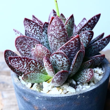 アドロミスクス トリギナス パープルスポット  Adromischus trigynus  No.041