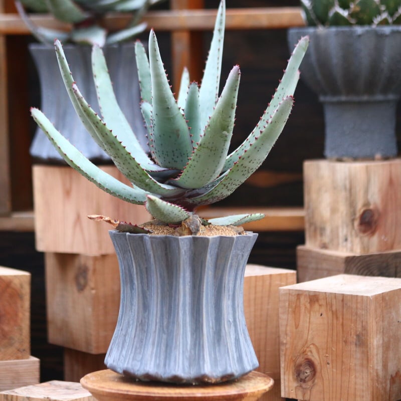 アロエ コニフェラ / Aloe conifera no.31953 | 芽の巣山