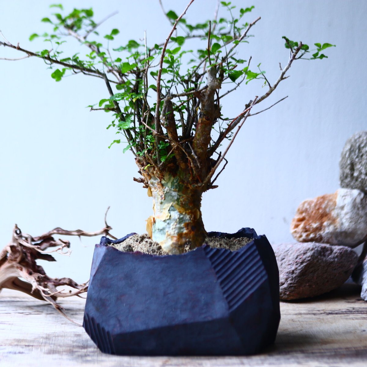 コミフォラ　フンベルティCommiphora humbertii　大株　発根済み F1 発根済 commiphora humbertii コミフォラ フンベルティ – KOMO