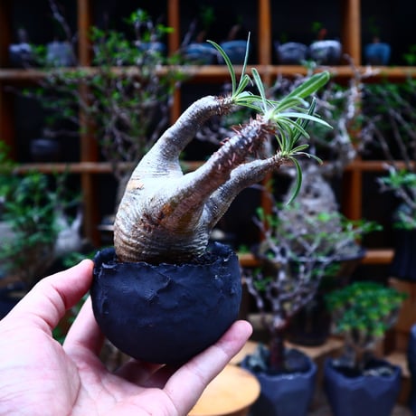 パキポディウム  グラキリス／Pachypodium  gracilius       no.81505