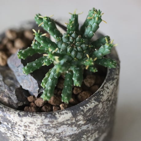 Euphorbia gorgonis × たけろうポット   no.63032