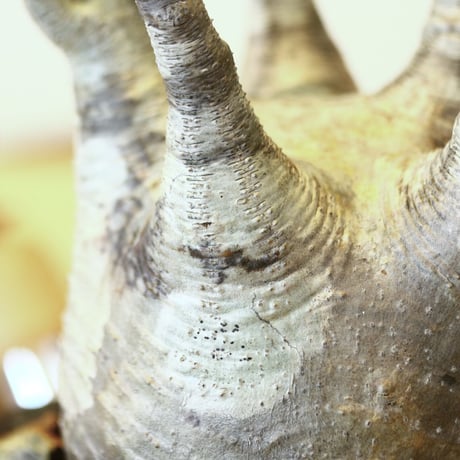 パキポディウム  グラキリス / Pachypodium  gracilius   no.52108